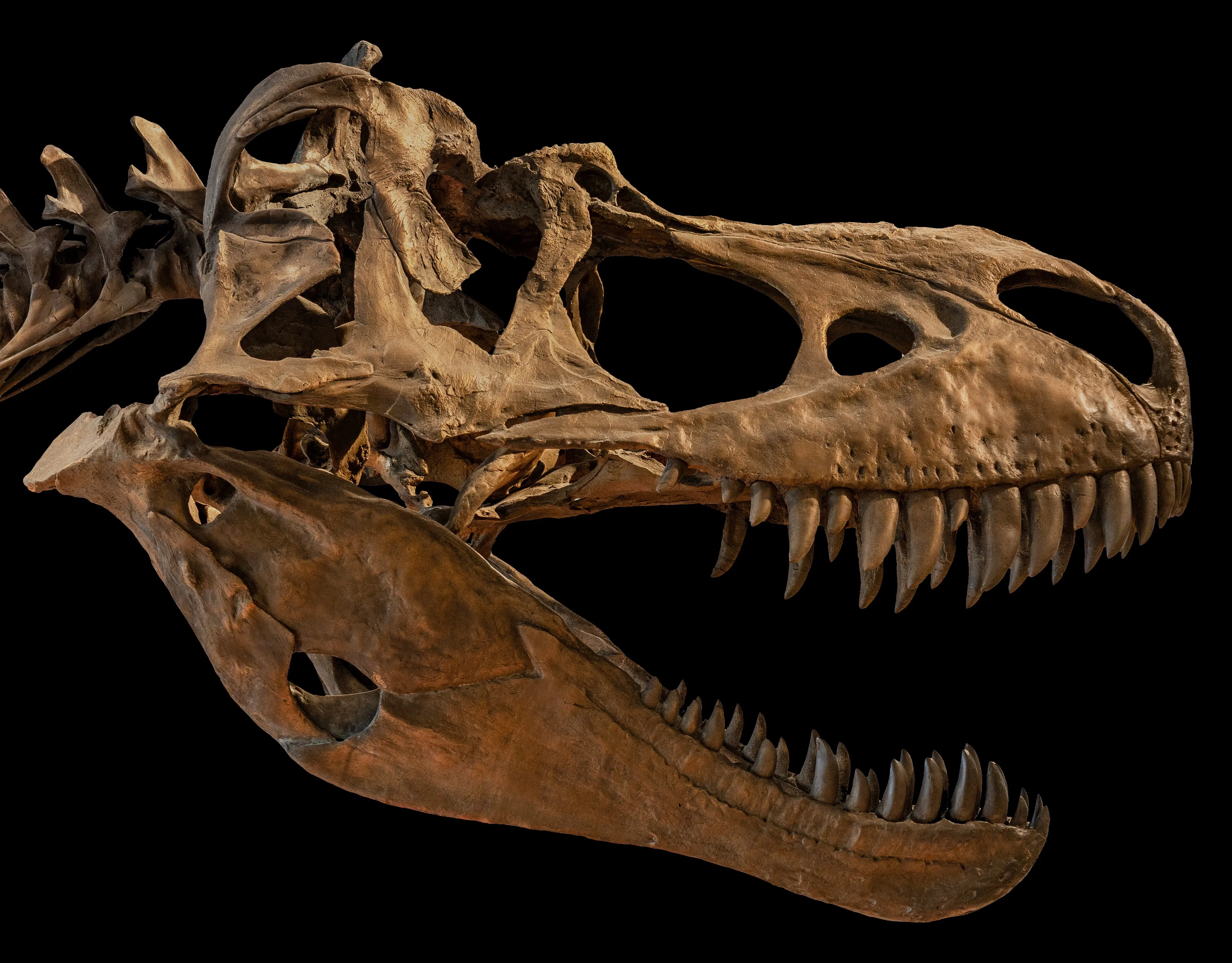 Albertosaurus skull at the Royal Tyrrell Museum.