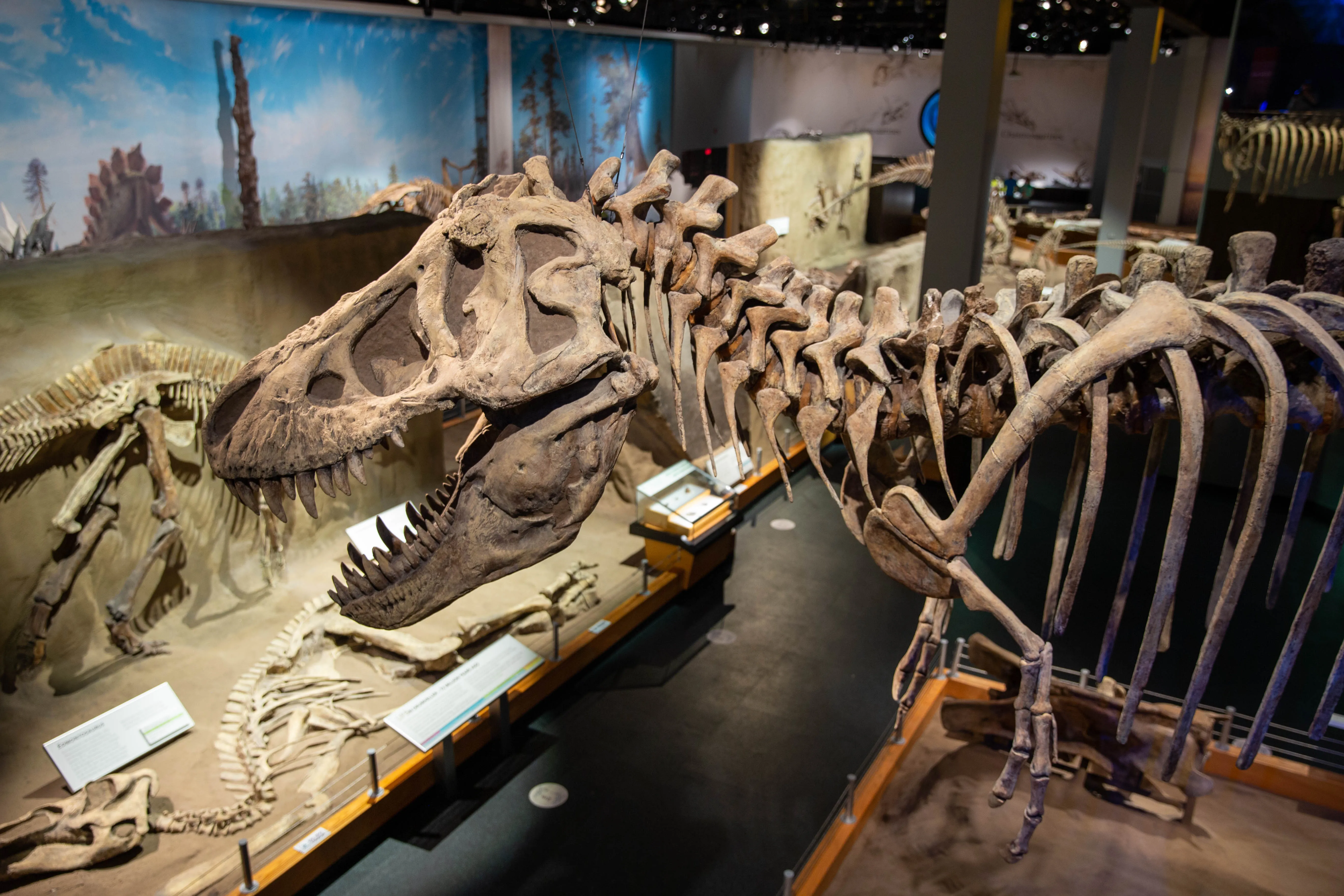 Albertosaurus skull at the Royal Tyrrell Museum.